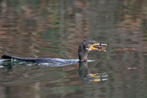 Grand cormoran