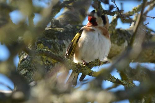 Chardonneret élégant