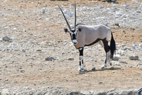 Oryx