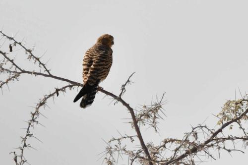 Crécerelle aux yeux blancs