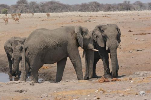 Eléphants de savane