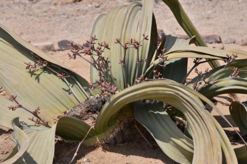 Welwitschia mirabilis
