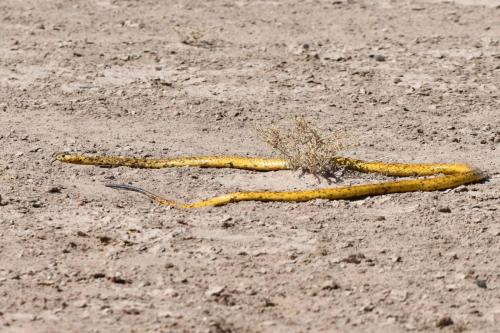 ?? peut-être Cobra du Cap
