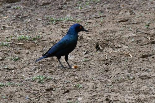 Choucador à épaulettes rouges