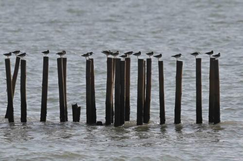 Chevaliers bargettes (Bargettes de Térek)