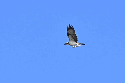 Balbuzard pêcheur