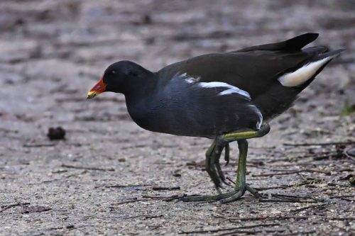 Gallinule poule-d'eau
