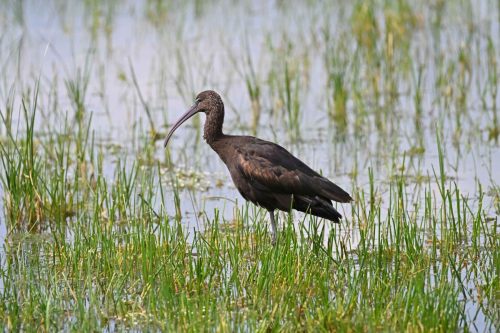 Ibis falcinelle