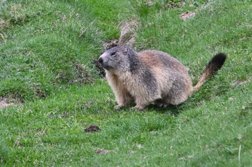 Marmotte