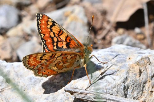 Damier de Godart (Euphydryas desfontainii)