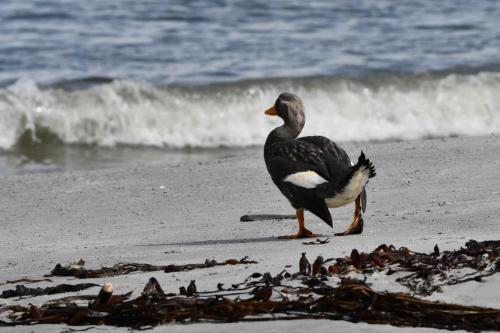 Brassemer des Malouines