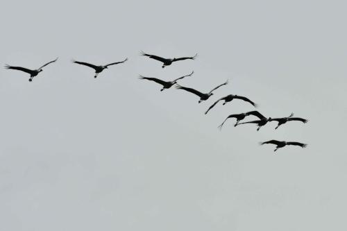 Grues cendrées