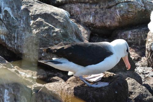 Albatros à sourcils noirs