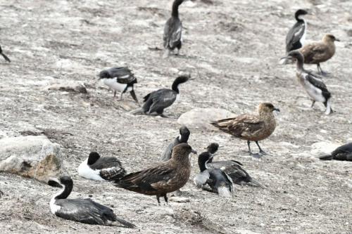 Cormorans impériaux et Labbes antarctiques