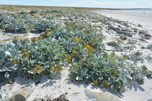 Sea Cabbage                 (Senecio Candidans)