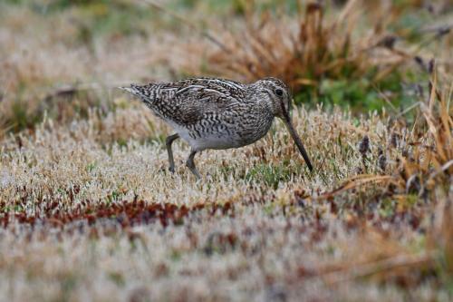 Bécassine de Magellan