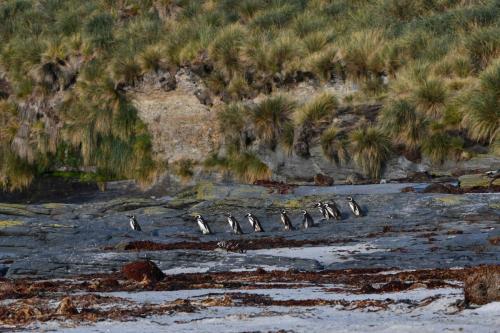 Manchots de Magellan