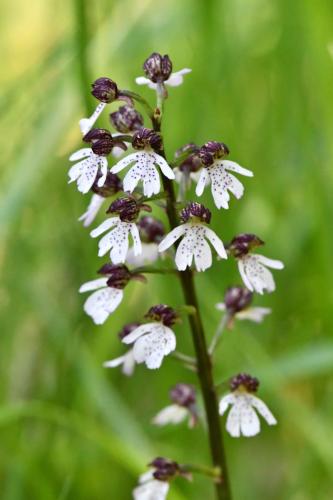 Orchis pourpre