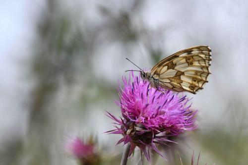 Demi-Deuil (Melanargia galathea)