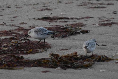 Bécasseaux sanderling