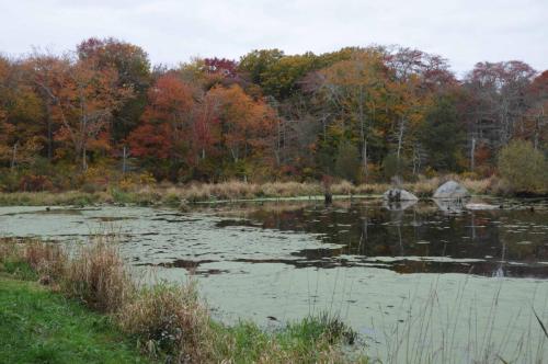 Norman bird sanctuary (Rhode island)