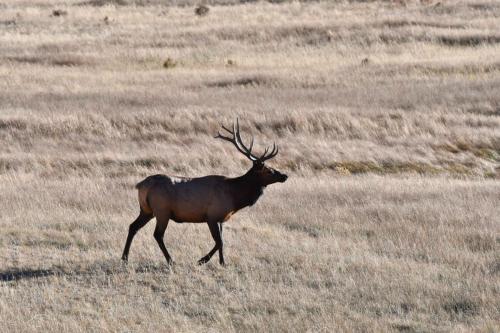 Wapiti