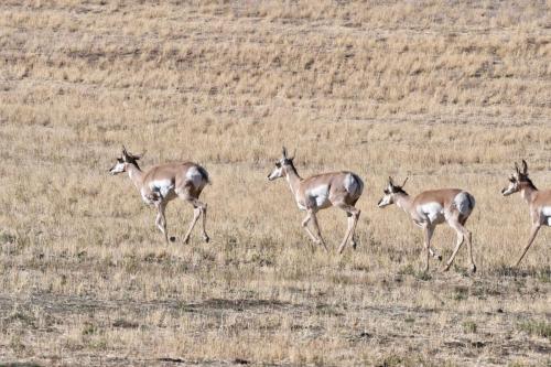 Pronghorns