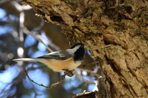 Mésange à tête noire