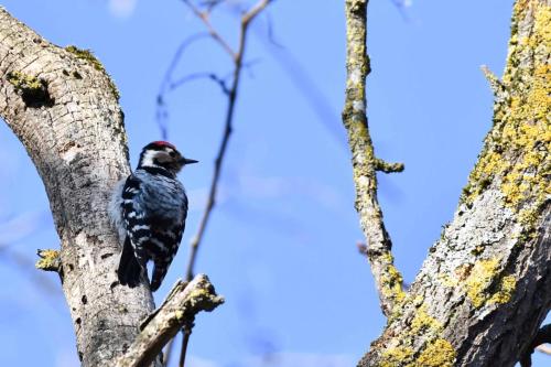 Pic épeichette (mâle)