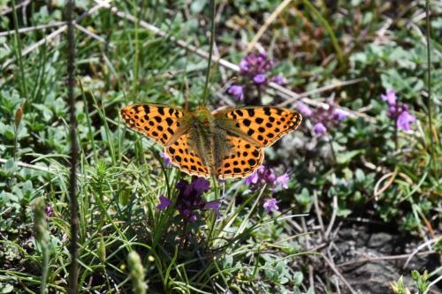 Petit nacré (Issoria lathonia)