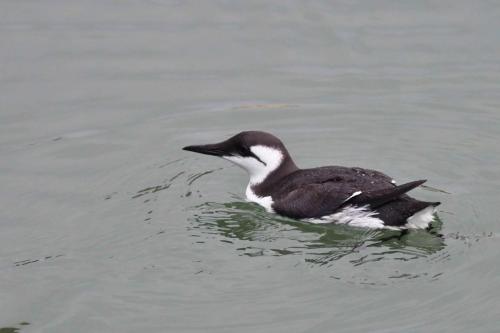 Guillemot de Troïl