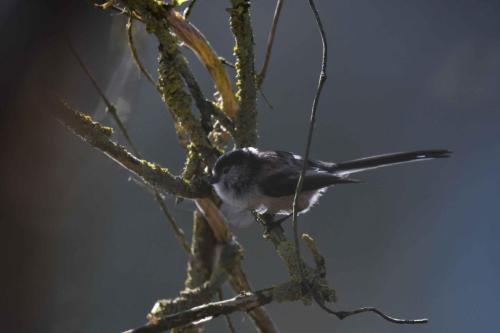 Mésange à longue queue