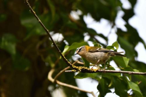 Roitelet à triple bandeau