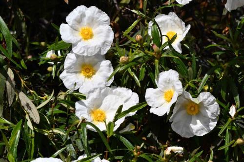 Cistes (Cistus ladanifer)