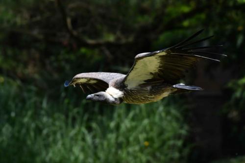 Vautour à dos blanc