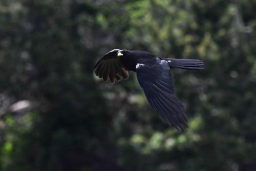 Chocard à bec jaune