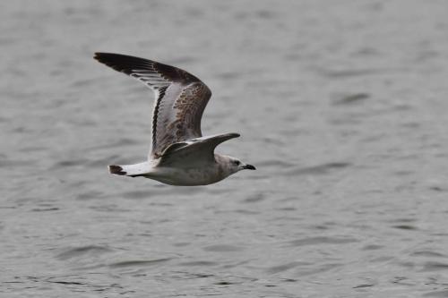 Mouette mélanocéphale