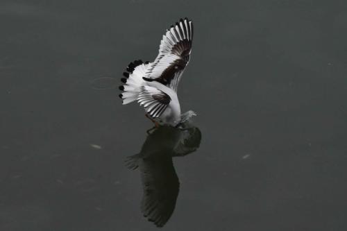 Mouette pygmée (1ère année)