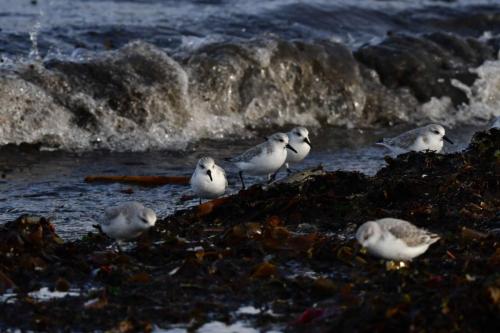 Bécasseaux sanderlings