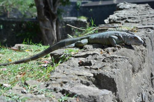 Iguane vert