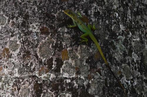 Anolis Roquet