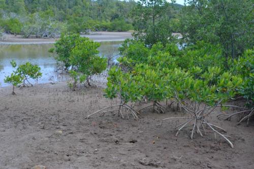 Mangrove