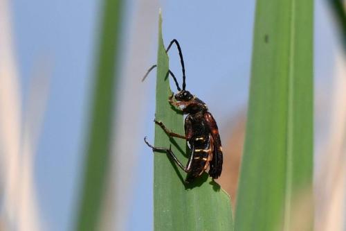 Leptura aurulenta