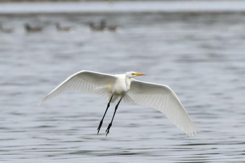 Grande aigrette