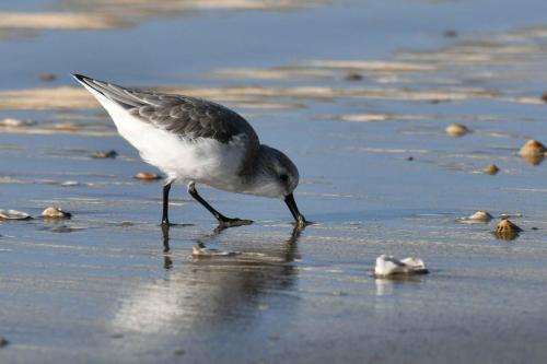 Bécasseau sanderling