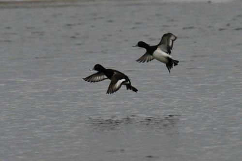 Fuligules morillons