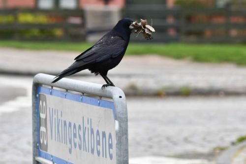 Corbeau freux