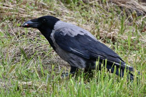 Corneille mantelée, un lézard dans le bec.