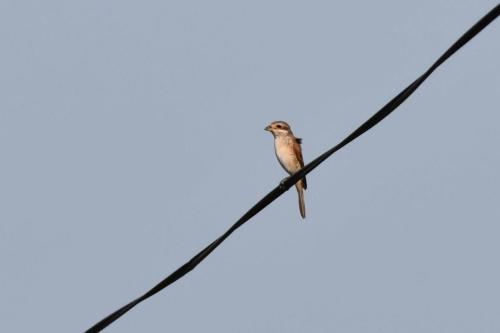 Pie-grièche écorcheur