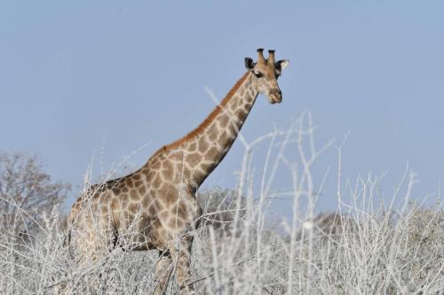 Girafe